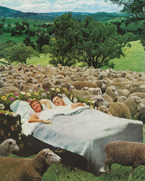 Counting Sheep Collage