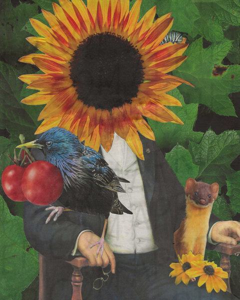 Old timey gentleman now sports a sunflower head.  On his lap is a ferret and flowers.  On his arm perches a crow holding two tomatoes